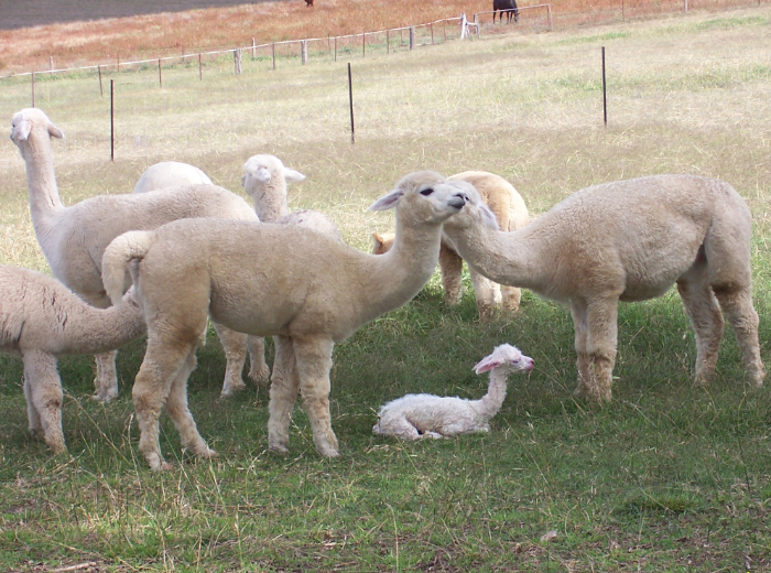 alpacas for sale