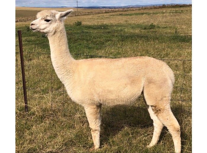 Janella Almirah 002 v2